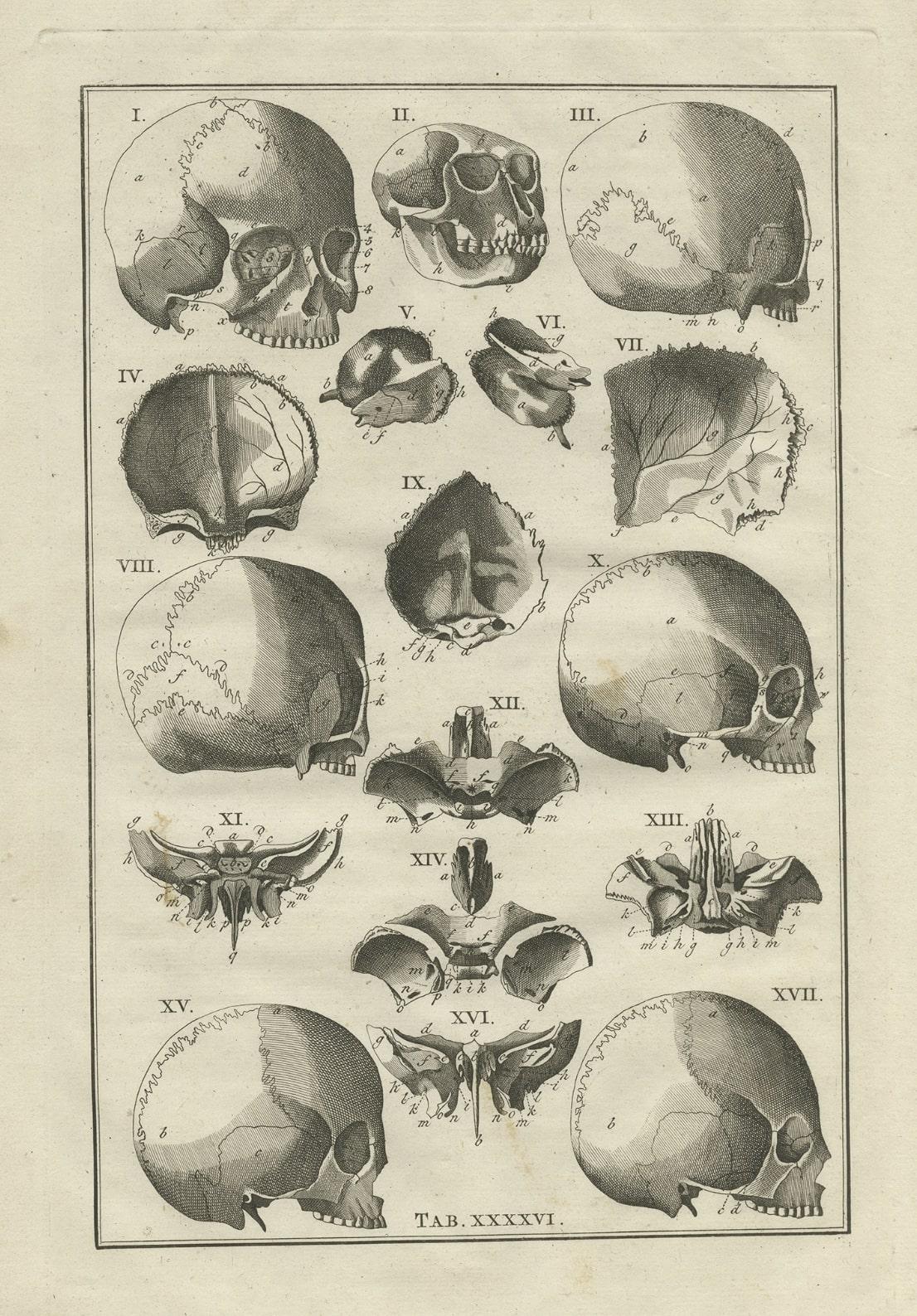 Antique anatomy print of the head, also includes the head of a monkey. 

This print originates from 'De Ontleedkundige Plaaten van B. Eustachius' published by J.B. Elwe. 

Artists and Engravers: Bartolomeo Eustachi (Italian: 1500 or 1514-1574),