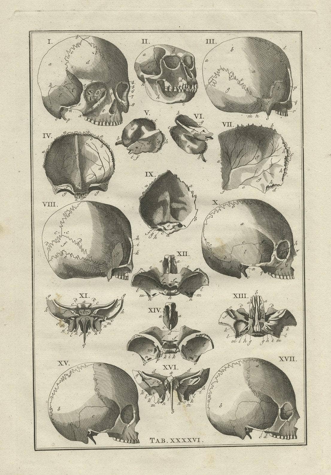 Antique Anatomy Print of the Head, Also Includes the Head of a Monkey, 1798