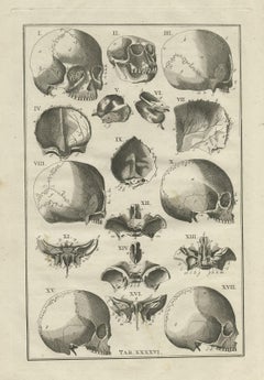 Antique Anatomy Print of the Head, Also Includes the Head of a Monkey, 1798