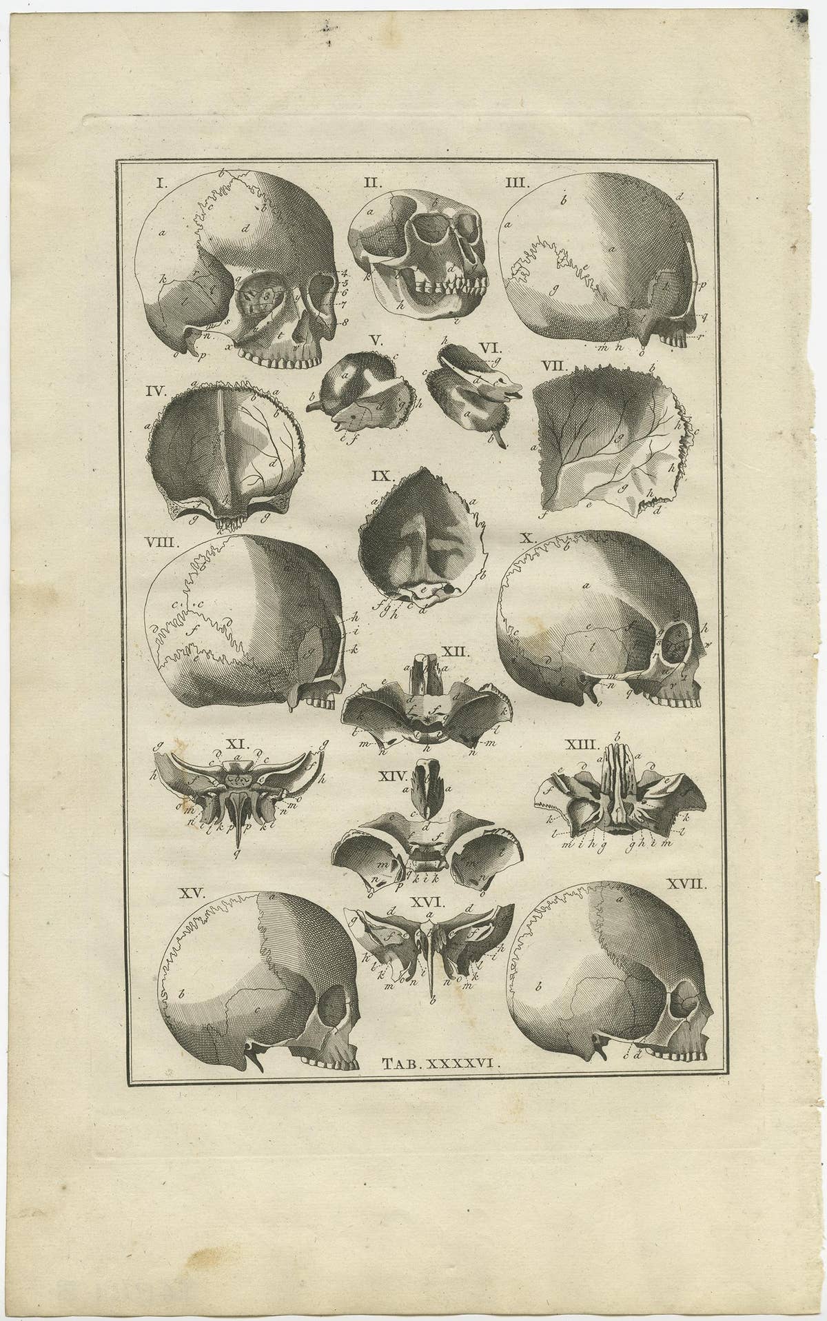 Antique Anatomy Print of the Head, Also Includes the Head of a Monkey, 1798