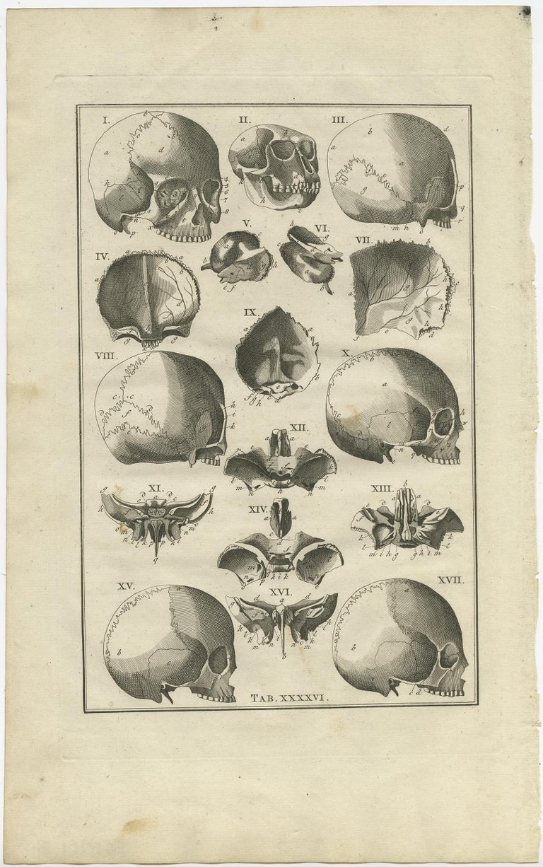 Antique Anatomy Print of the Head, Also Includes the Head of a Monkey ...