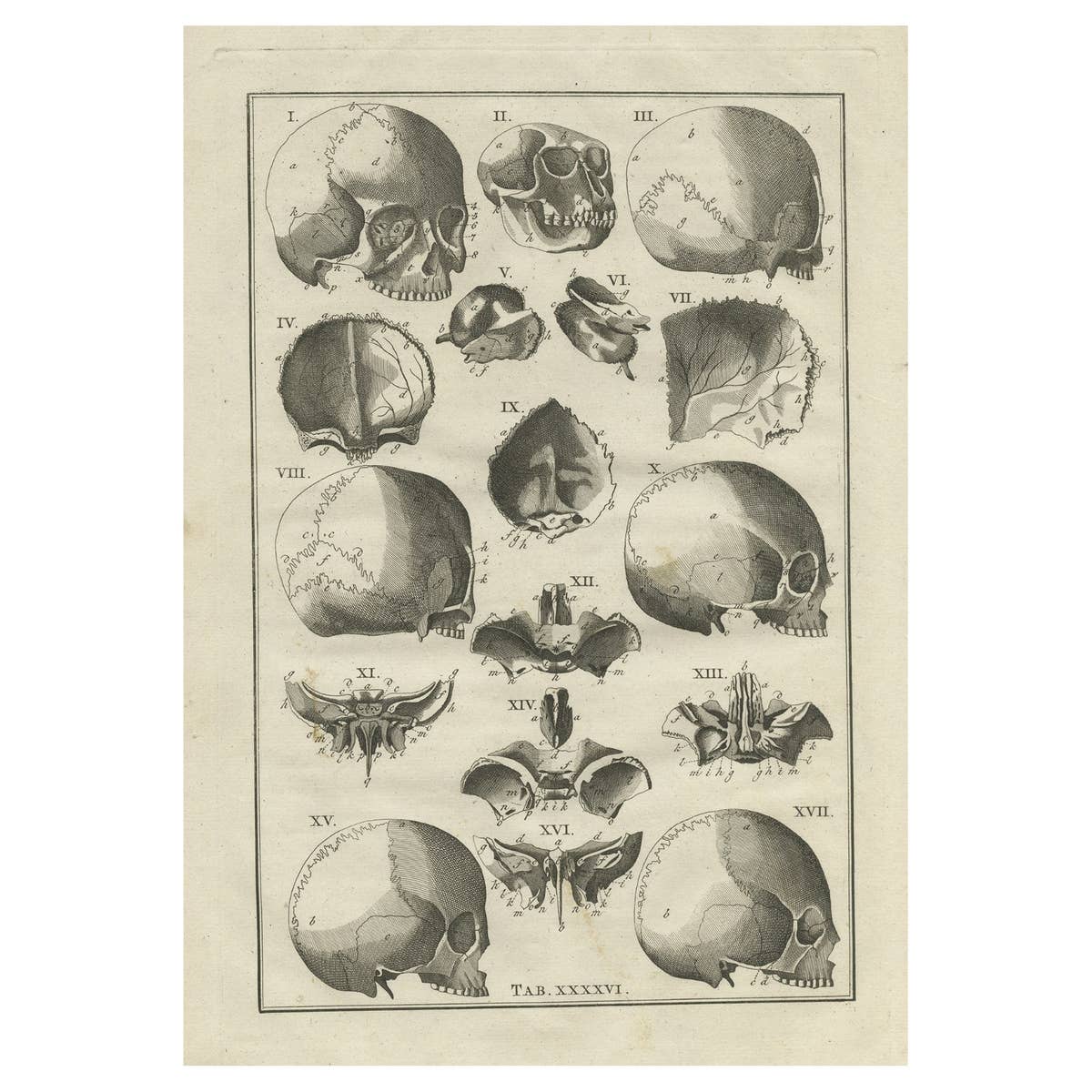 Antique Anatomy Print of the Head, Also Includes the Head of a Monkey, 1798