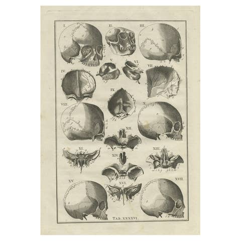 Antique Anatomy Print of the Head, Also Includes the Head of a Monkey, 1798