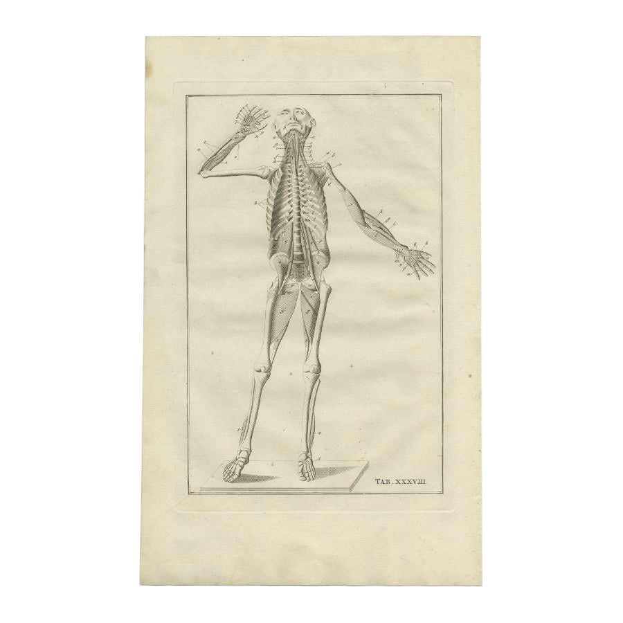 Antiker Anatomiedruck des menschlichen Skeletts, 1798