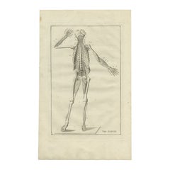 Stampa antica di anatomia dello scheletro umano, 1798