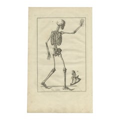 Stampa antica di anatomia dello scheletro umano, 1798