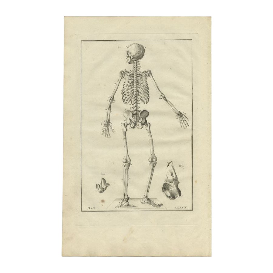 Antiker Anatomiedruck des menschlichen Skeletts, 1798