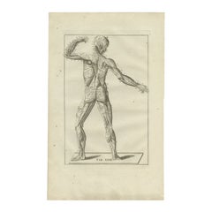 Stampa antica di anatomia del sistema muscolare e nervoso, 1798