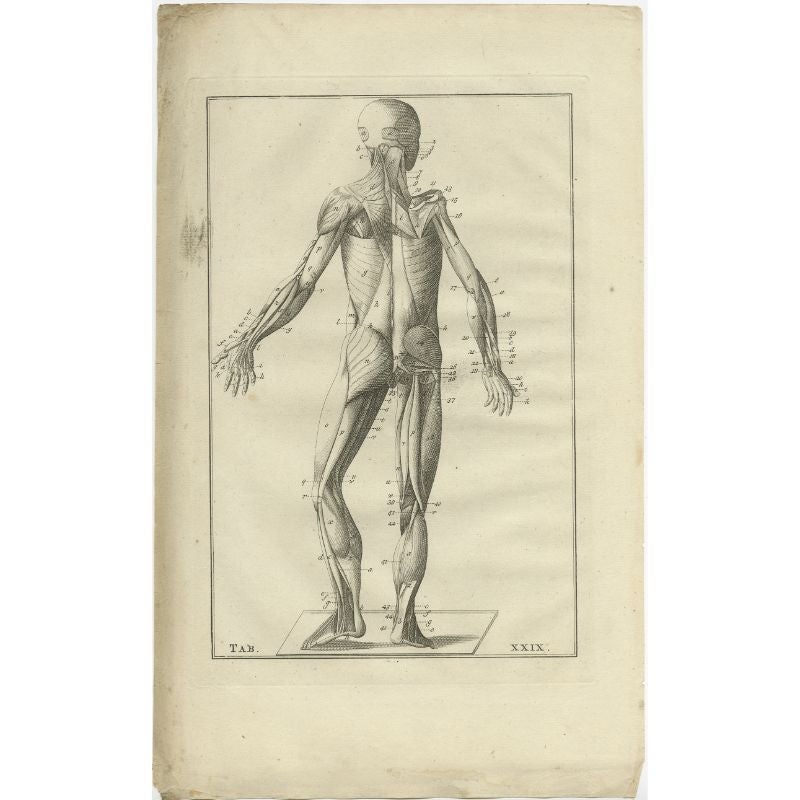 Antique anatomy print of the muscular system. This print originates from 'De Ontleedkundige Plaaten van B. Eustachius' published by J.B. Elwe.

Artists and Engravers: Bartolomeo Eustachi (Italian: 1500 or 1514-1574), also known by his Latin name