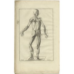 Antique Anatomy Print of the Muscular System, 1798
