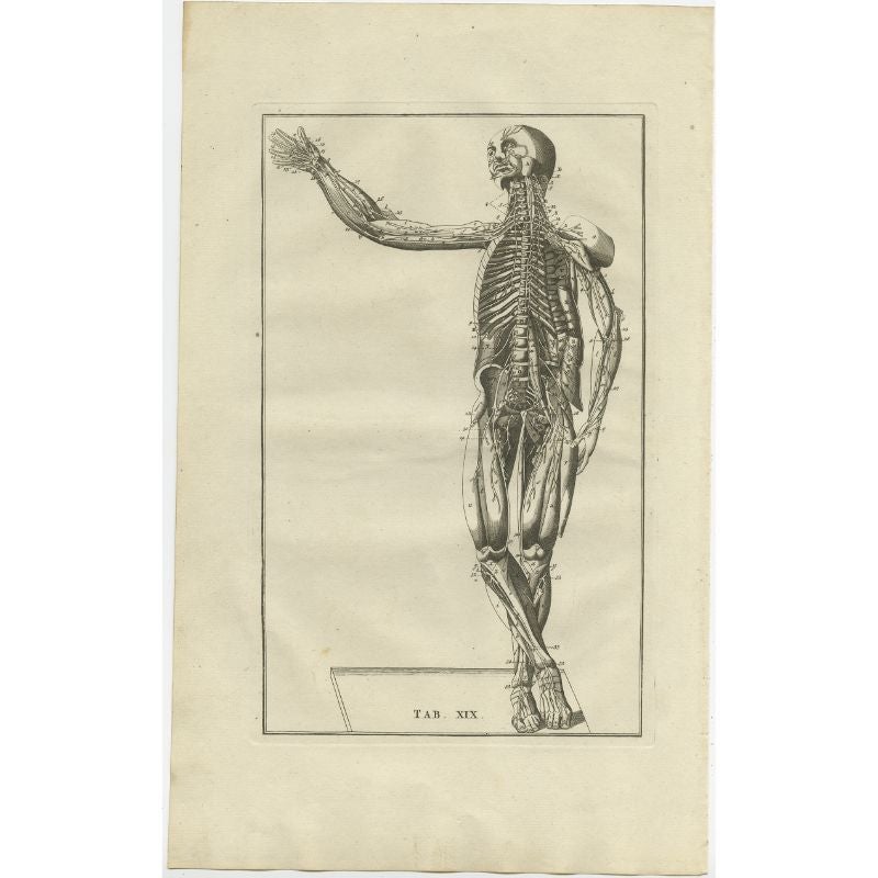 Antique anatomy print of the muscular system. This print originates from 'De Ontleedkundige Plaaten van B. Eustachius' published by J.B. Elwe.

Artists and Engravers: Bartolomeo Eustachi (Italian: 1500 or 1514-1574), also known by his Latin name