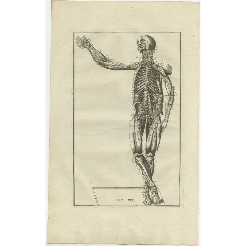 Antique Anatomy Print of the Muscular System, 1798
