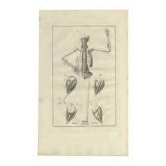 Antiker Anatomiedruck des Muscular Systems, 1798