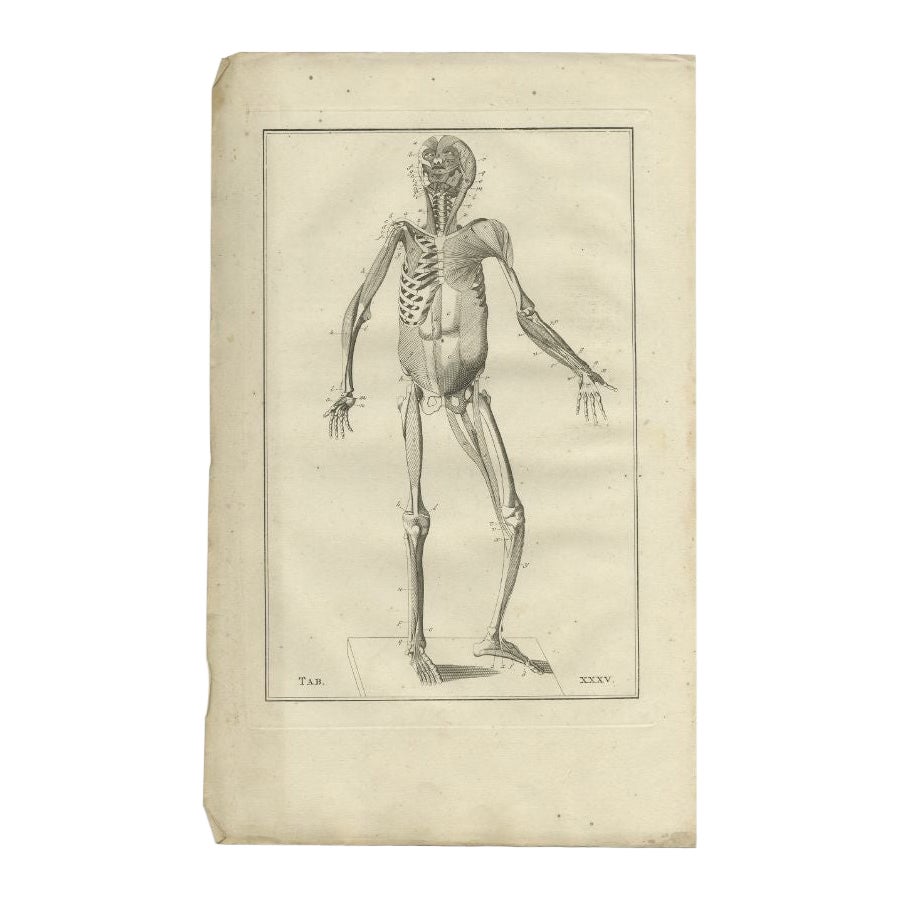 Antiker Anatomiedruck des Muscular System, 1798