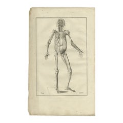 Stampa antica di anatomia del sistema muscolare, 1798