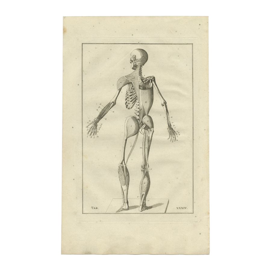 Impression ancienne d'anatomie du système musculaire, 1798