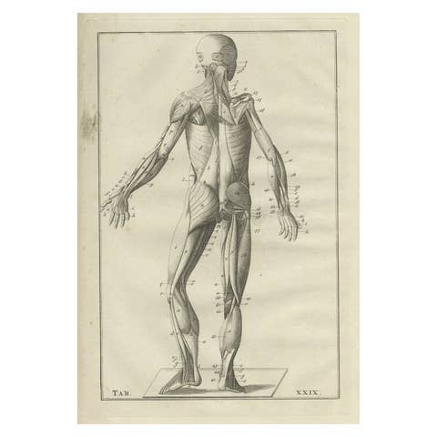 Antique Anatomy Print of the Muscular System, 1798