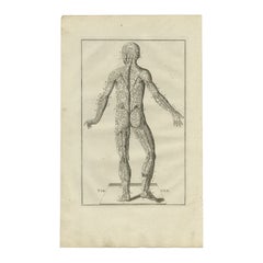 Stampa antica di anatomia del sistema muscolare, 1798