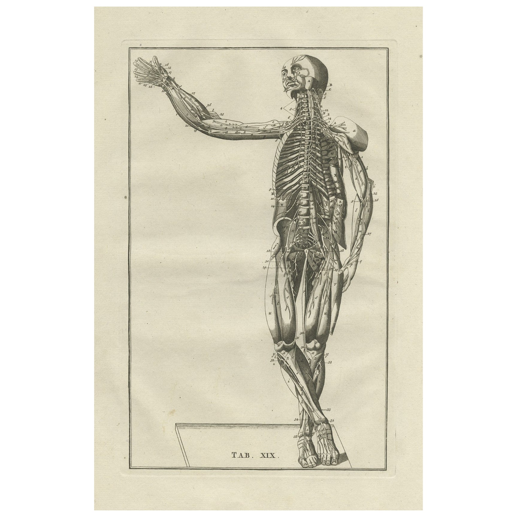 Impression ancienne d'anatomie du système musculaire, 1798
