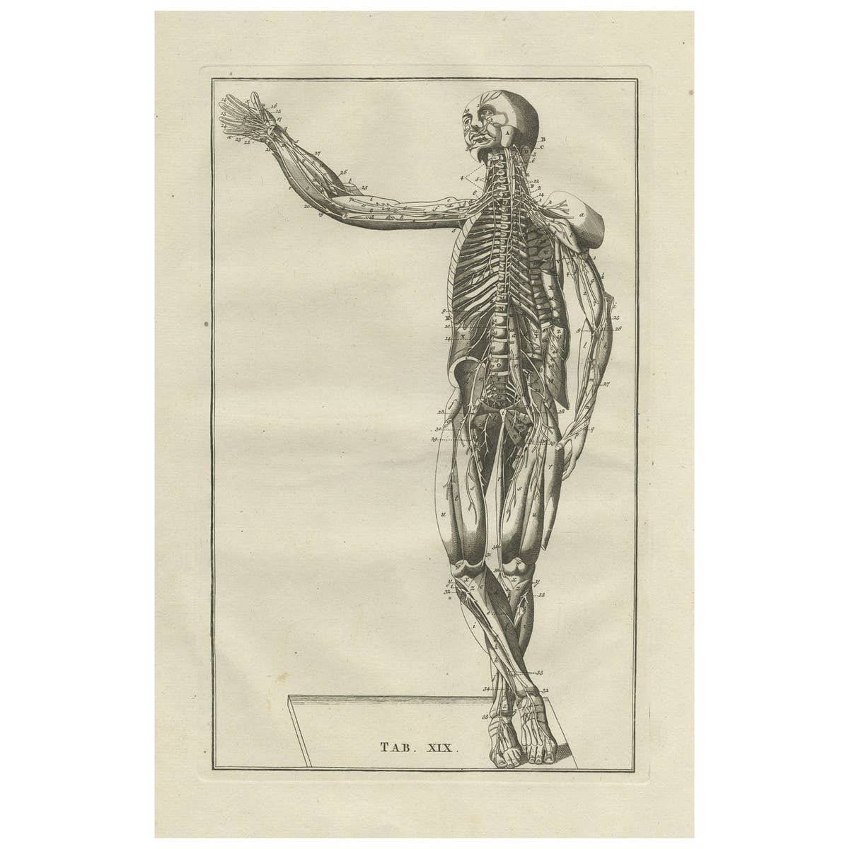 Antique Anatomy Print of the Muscular System, 1798