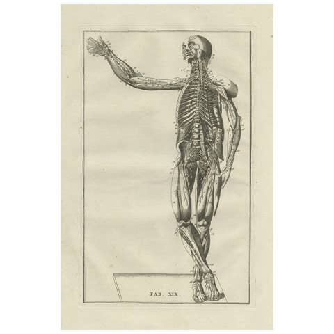 Antique Anatomy Print of the Muscular System, 1798