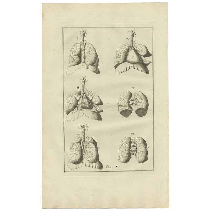 Antique Anatomy Print of the Respiratory System, 1798