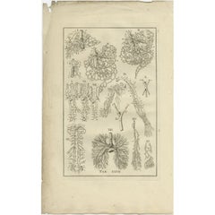 Stampa antica di anatomia del sistema venoso, 1798
