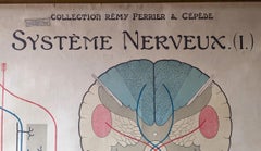Antique Anatomy Wall Chart Nerve System