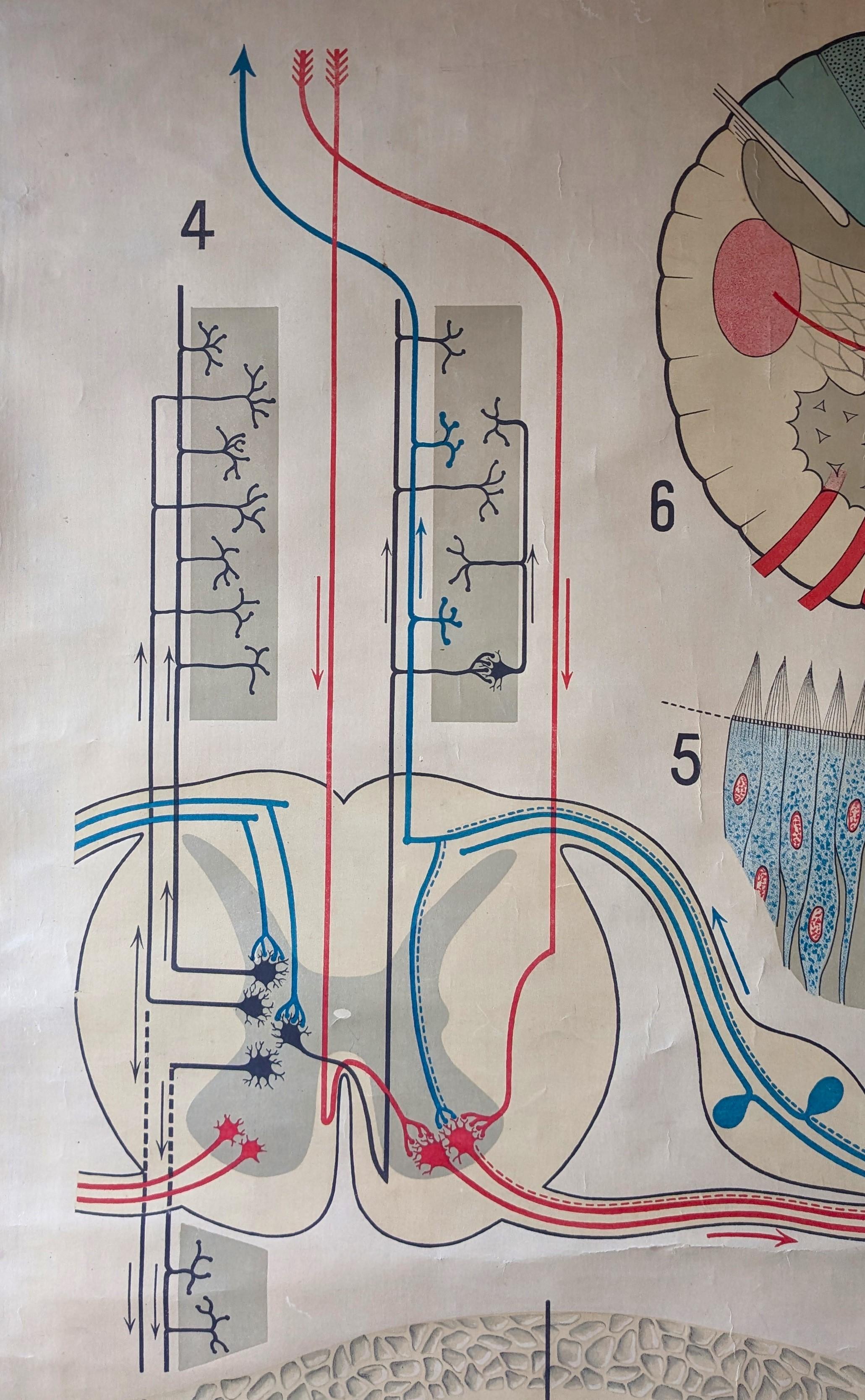 American Antique Anatomy Wall Chart Nerve System For Sale