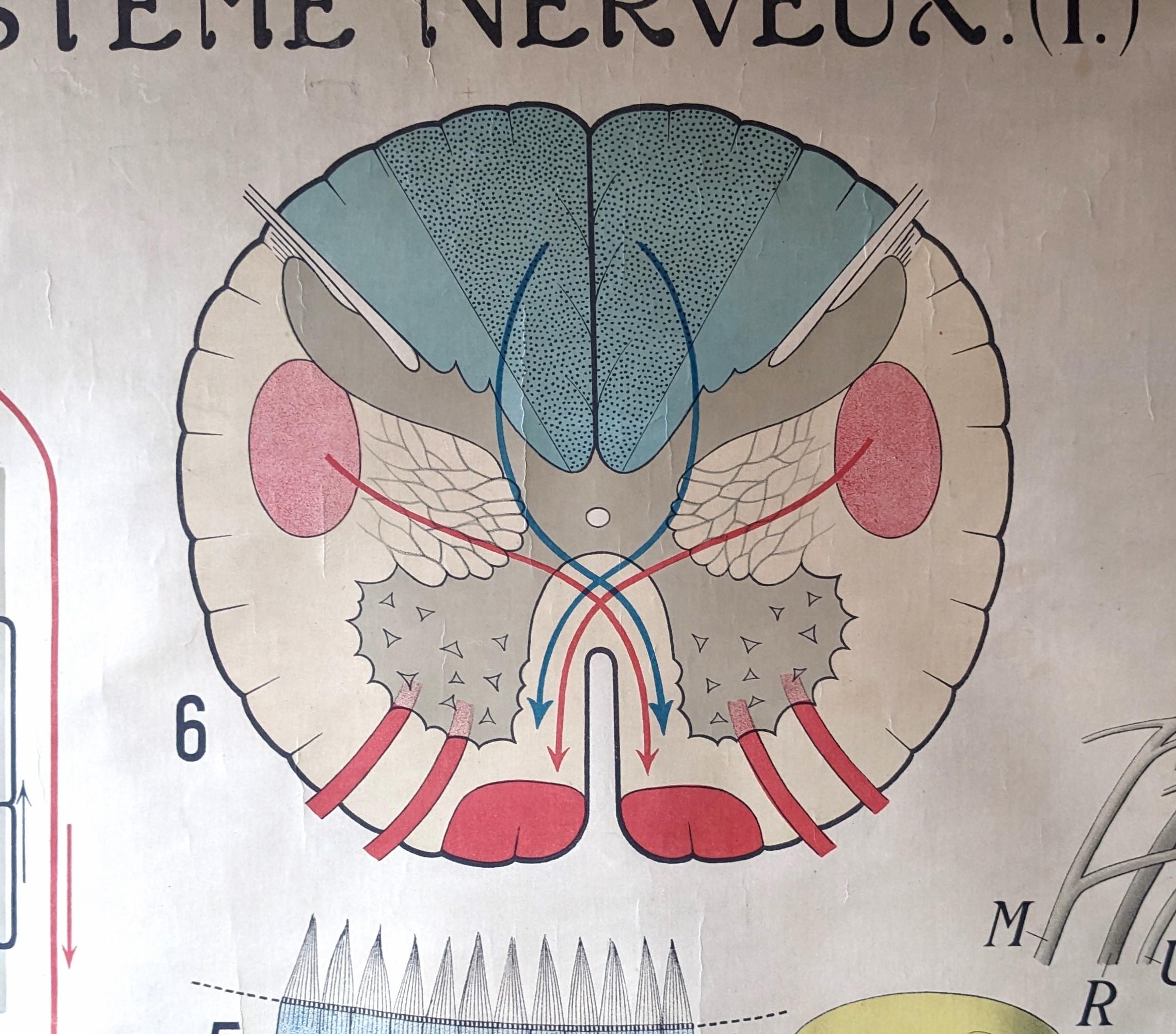 Antikes Anatomie-Wandtafel- Nervensystem im Zustand „Gut“ im Angebot in Oakville, CT
