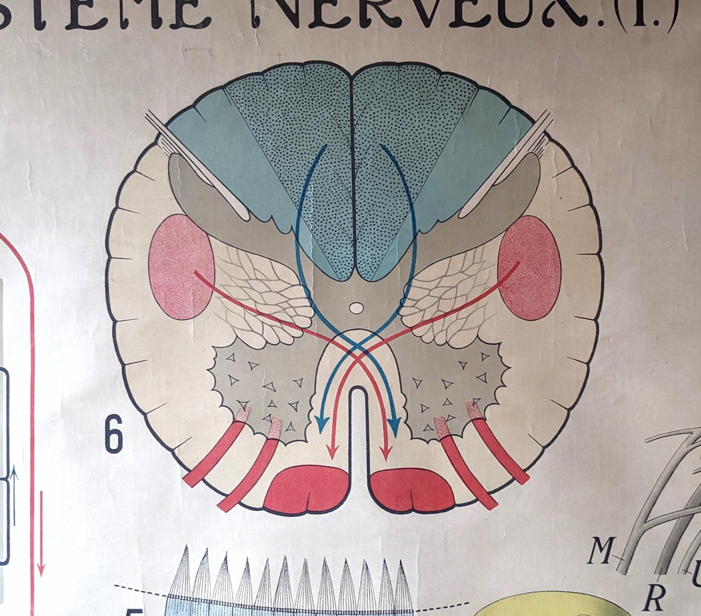 Antique Anatomy Wall Chart Nerve System In Good Condition For Sale In Oakville, CT