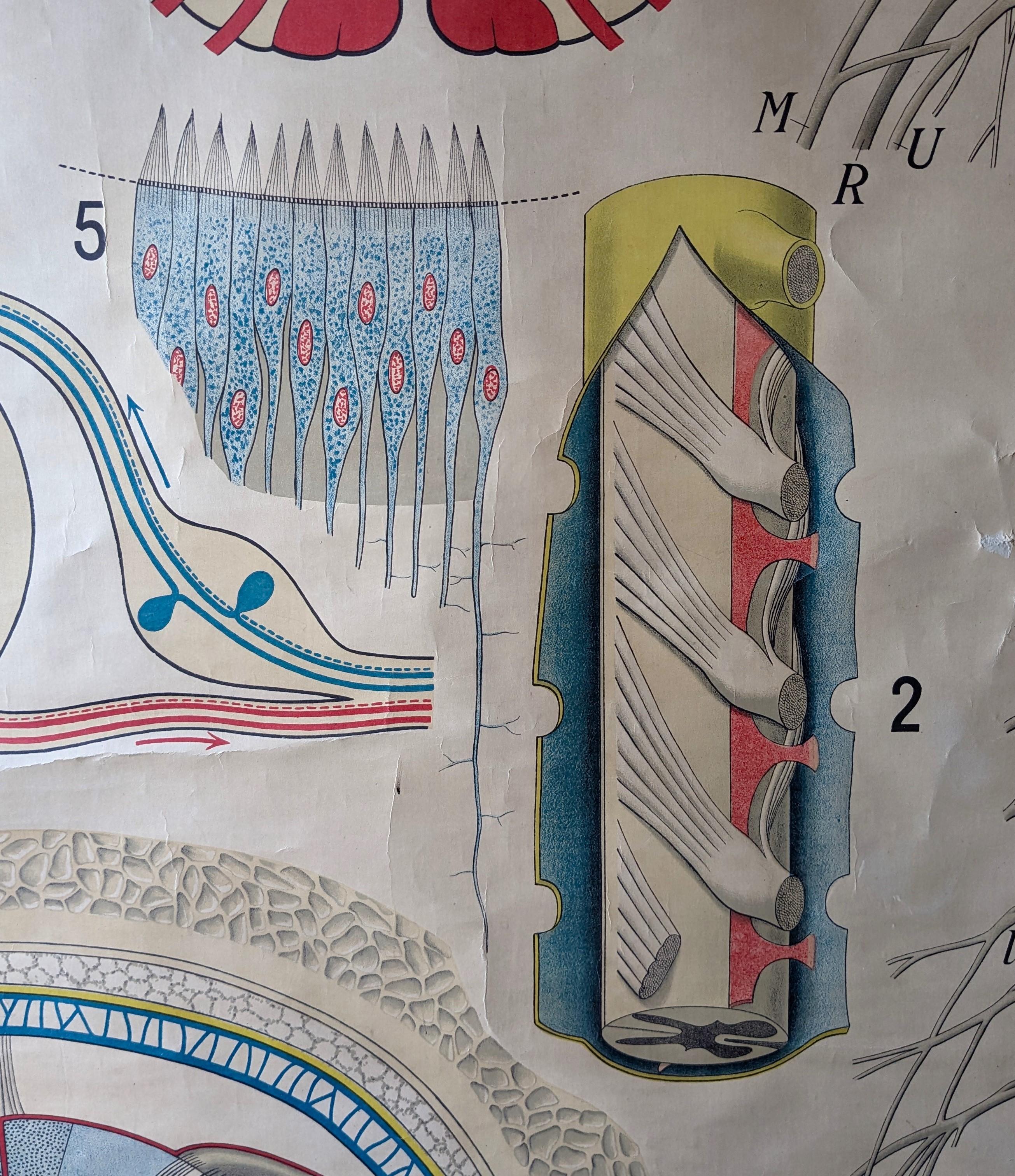 20th Century Antique Anatomy Wall Chart Nerve System For Sale