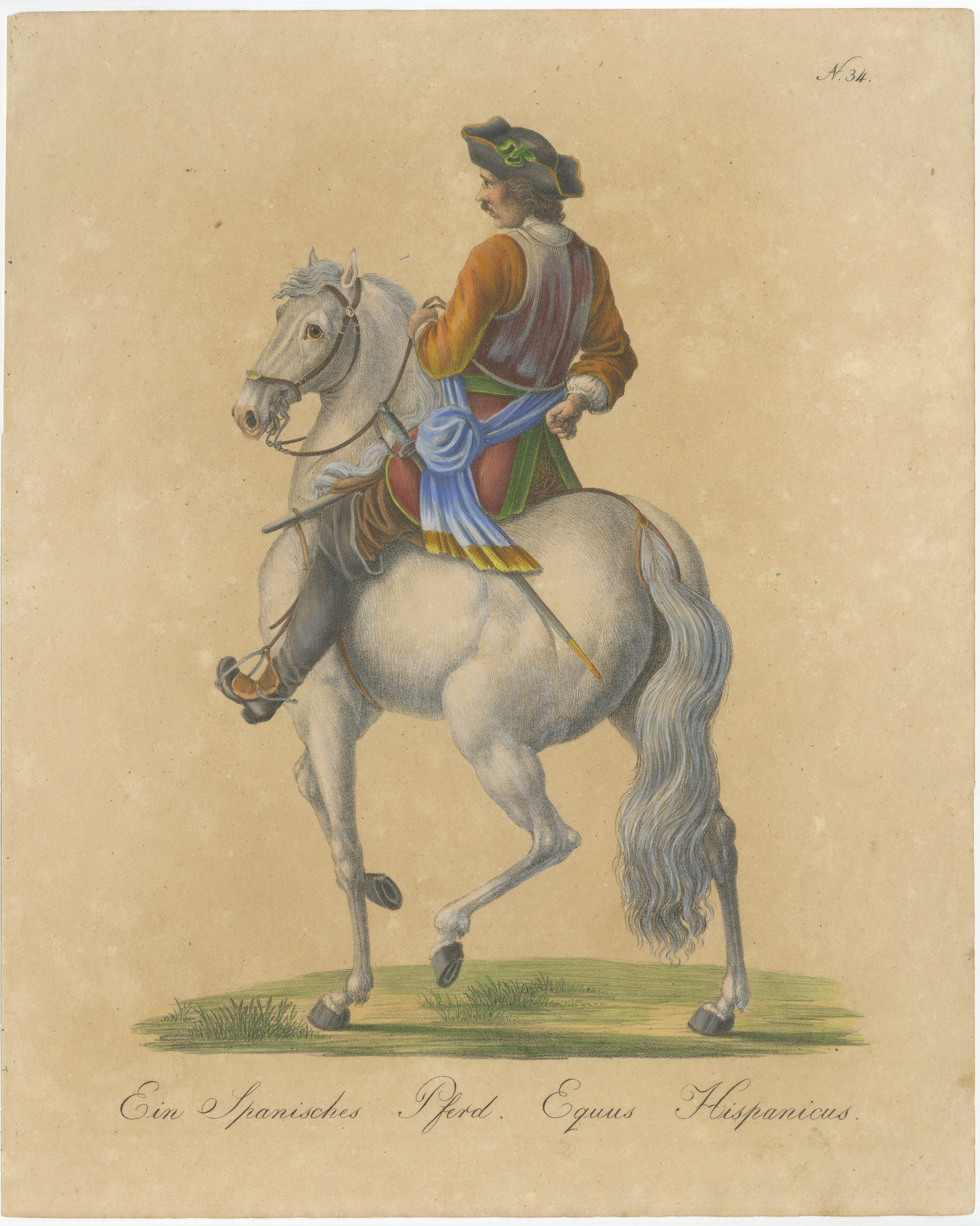 Antique Andalusian Horse Lithograph by Brodtmann, Equus Hispanicus, 1816