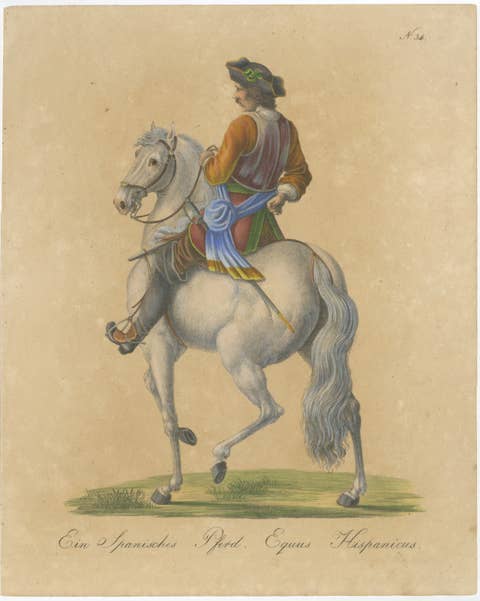 Antique Andalusian Horse Lithograph by Brodtmann, Equus Hispanicus, 1816