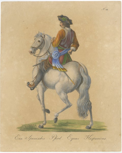 Antique Andalusian Horse Lithograph by Brodtmann, Equus Hispanicus, 1816