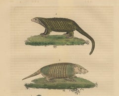 Antique Animal Engraving with Sloth, Armadillos and Pangolin – ca.1825