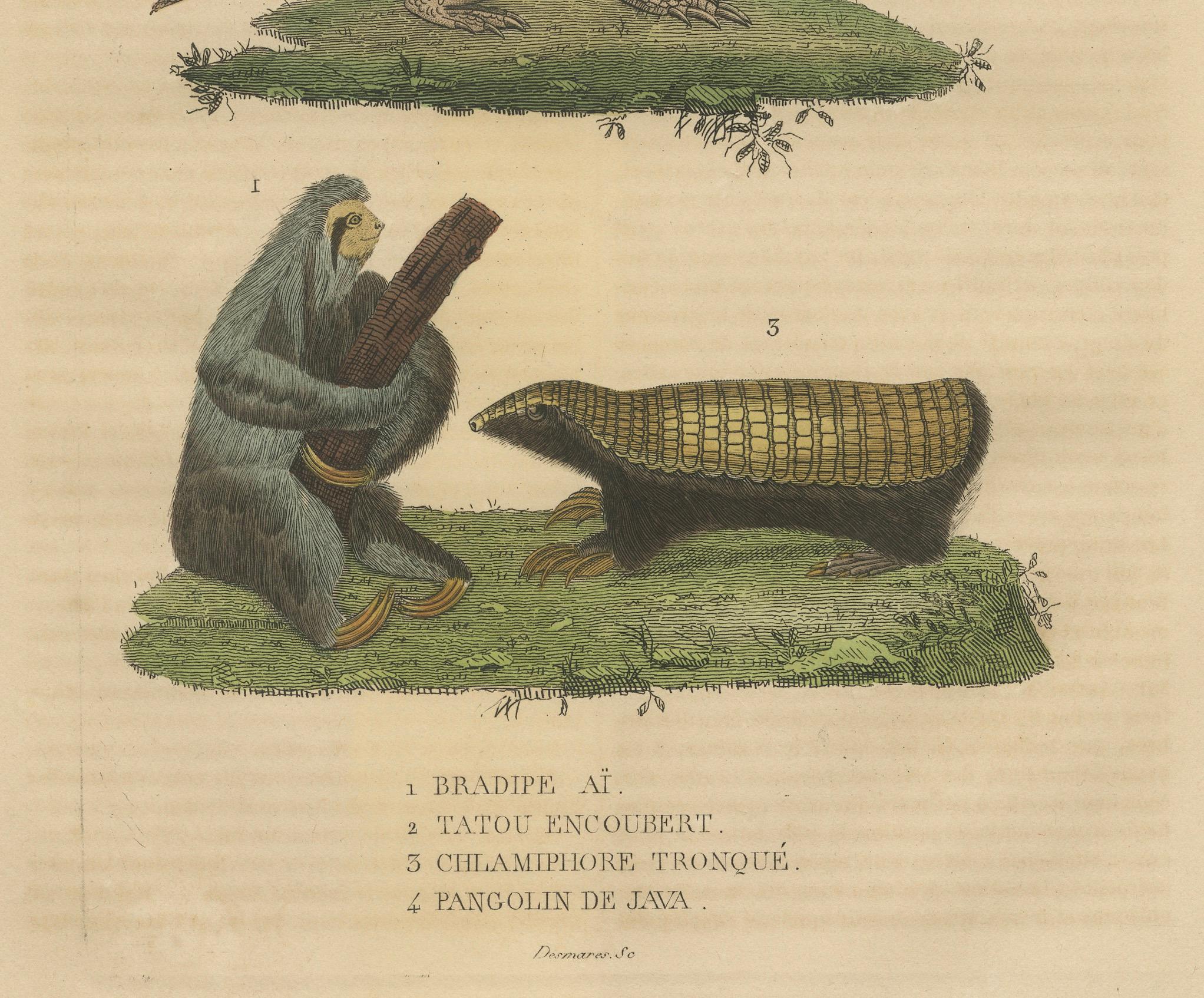 Antiker Tierstich mit Faultier, Gürteltier und Schuppentier - ca.1825 (Graviert) im Angebot