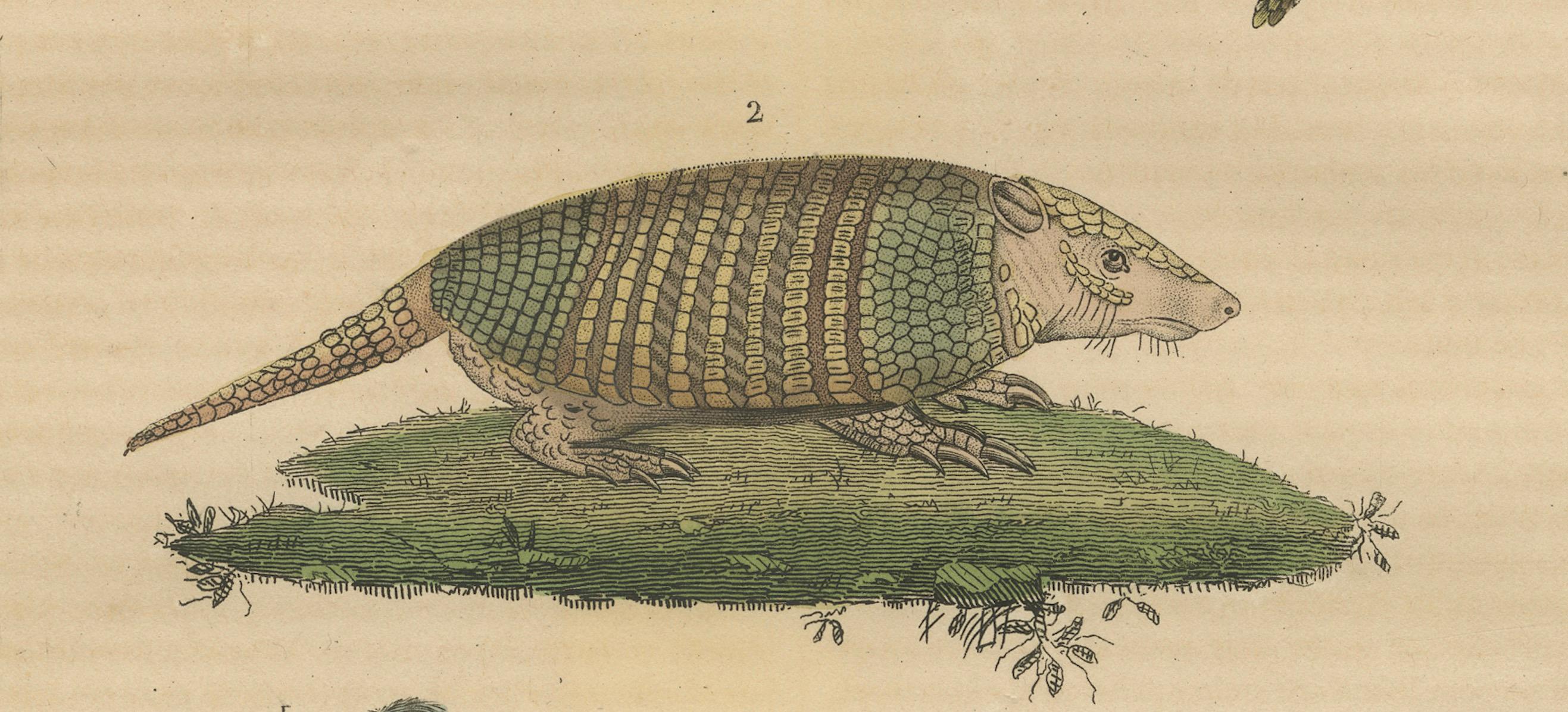 Antiker Tierstich mit Faultier, Gürteltier und Schuppentier - ca.1825 (Frühes 19. Jahrhundert) im Angebot