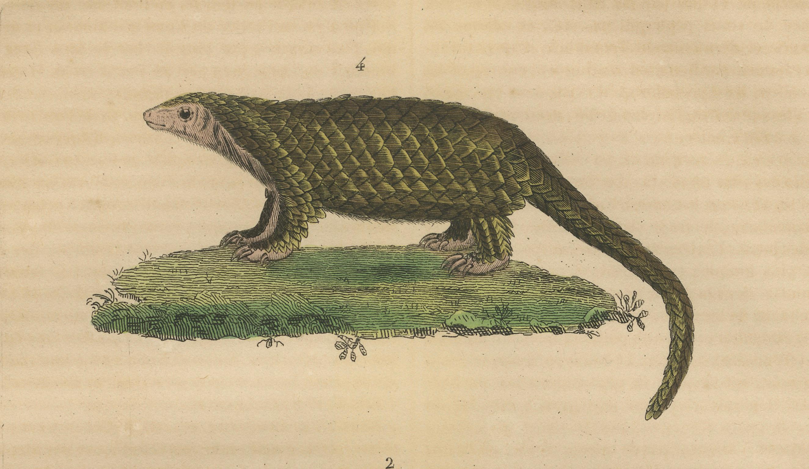 Antiker Tierstich mit Faultier, Gürteltier und Schuppentier - ca.1825 (Papier) im Angebot