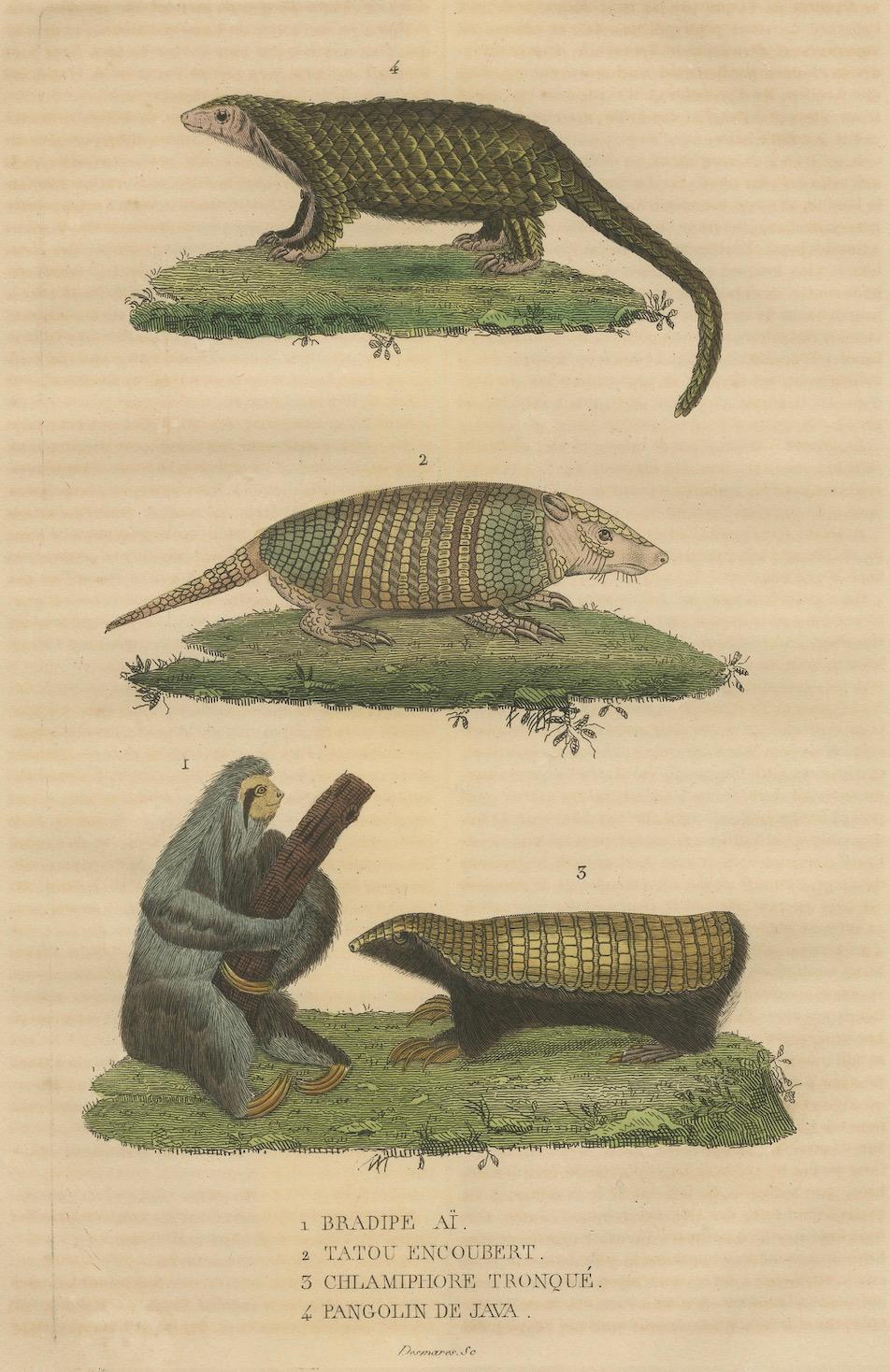Antiker Tierstich mit Faultier, Gürteltier und Schuppentier - ca.1825 im Angebot 1