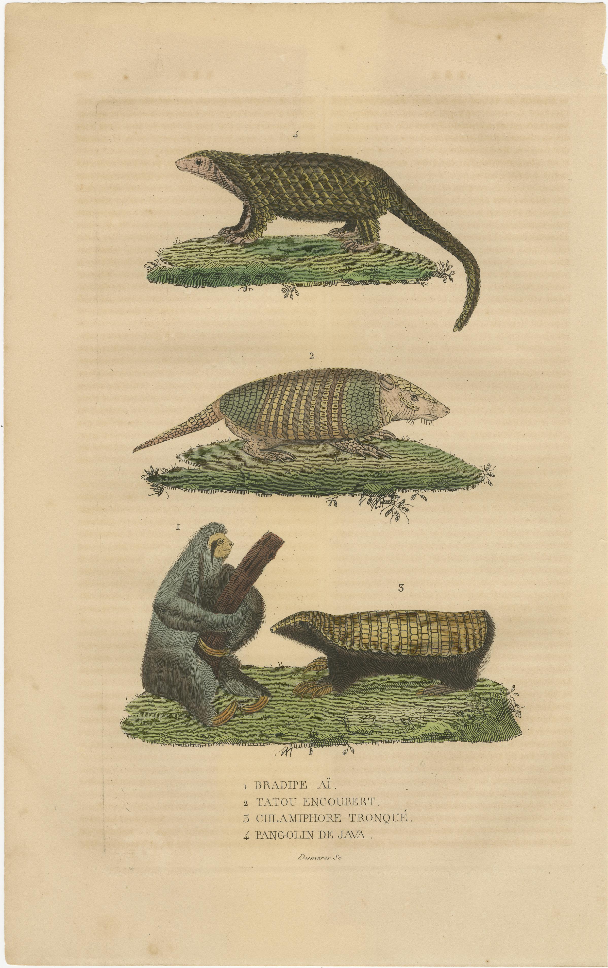 Antiker Tierstich mit Faultier, Gürteltier und Schuppentier - ca.1825 im Angebot 2