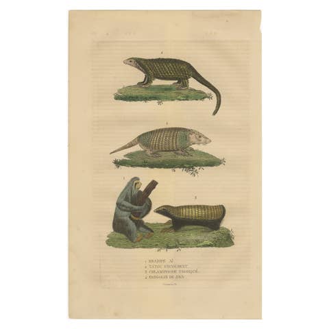 Antique Animal Engraving with Sloth, Armadillos and Pangolin – ca.1825