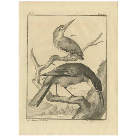 Two Exotic Birds on Branches, Antique Bird Engraving by Schouman, c. 1760