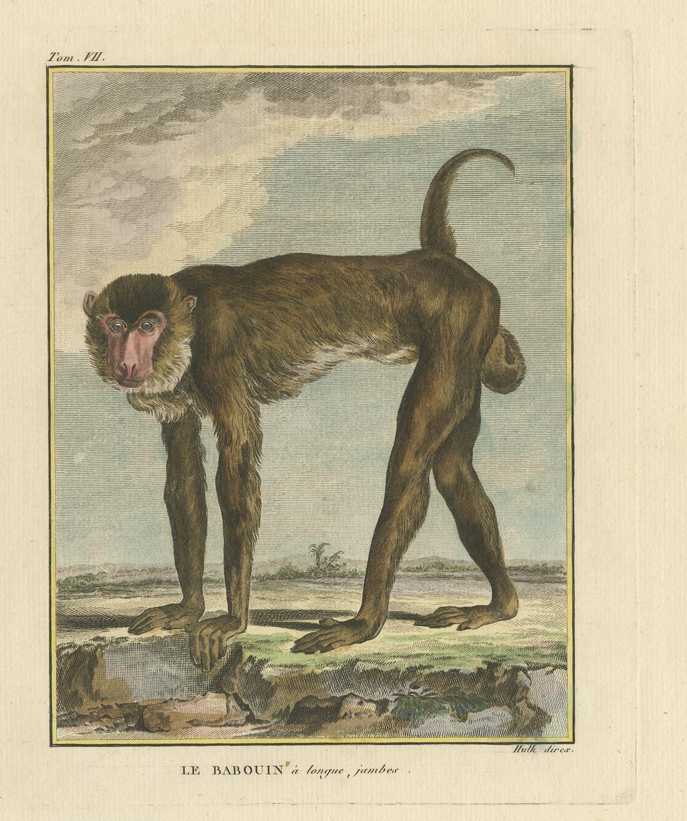 Antique print titled 'Le Babouin à longue jambes'. Hand colored engraving of a baboon, most likely originating from an edition of Buffon's 'Histoire Naturelle'.