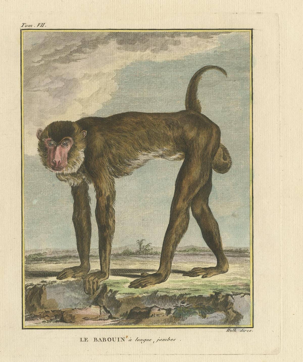 Antique Animal Print of a Baboon, ca.1800