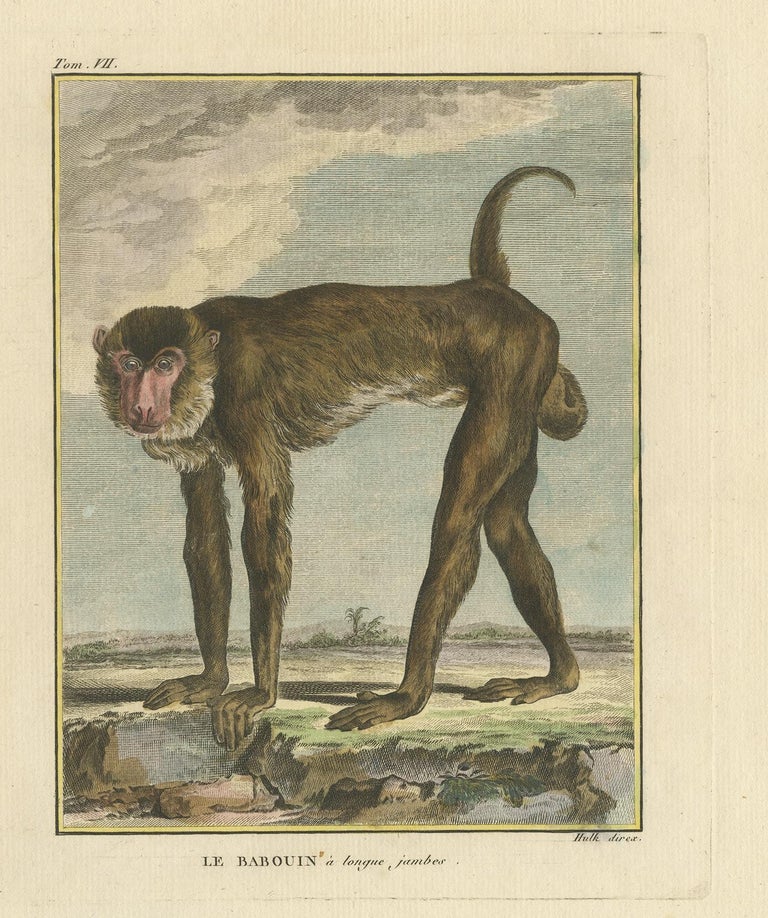 Antique Animal Print of a Baboon 'circa 1800' For Sale at 1stDibs