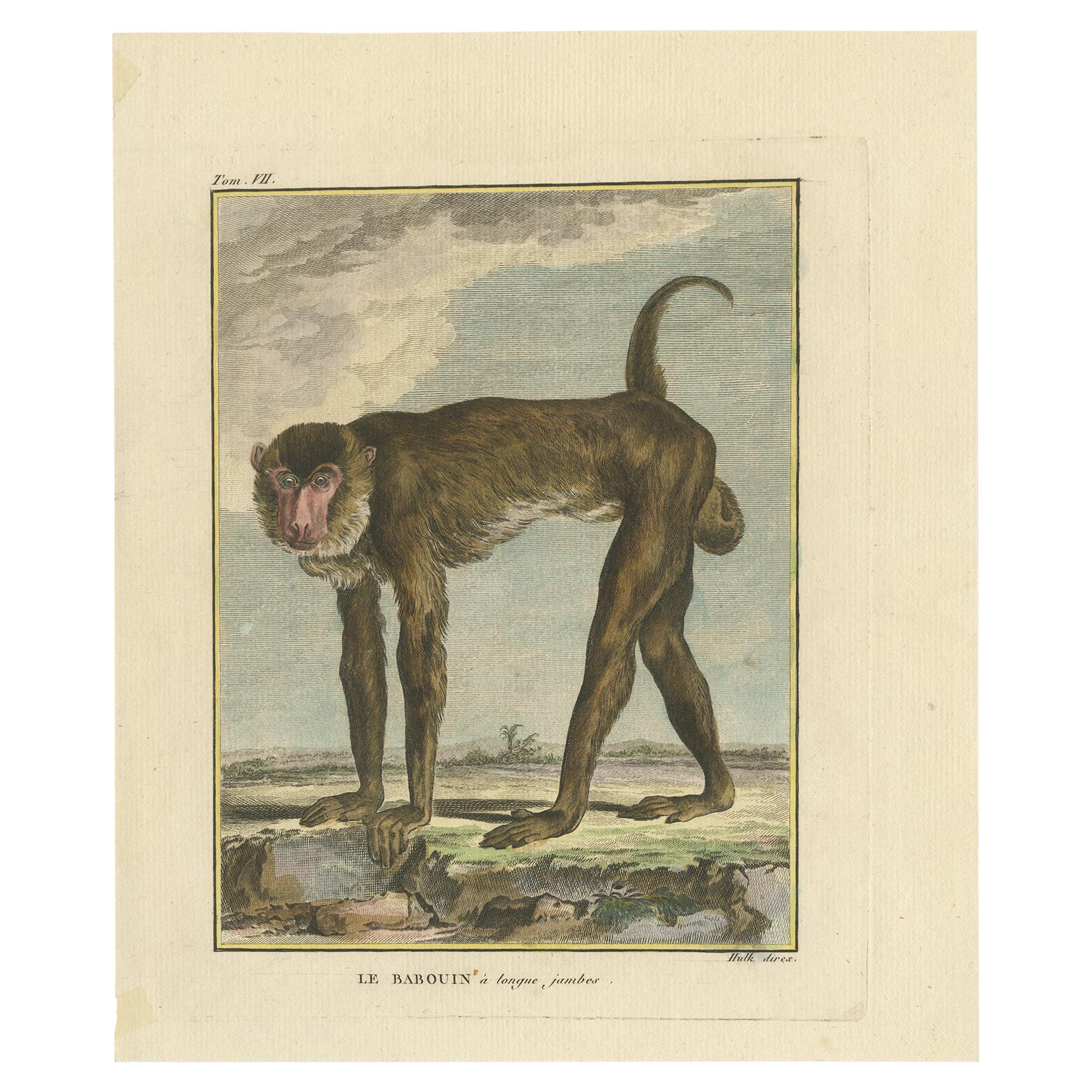 Gravure animalière ancienne d'un babouin 'circa 1800'.