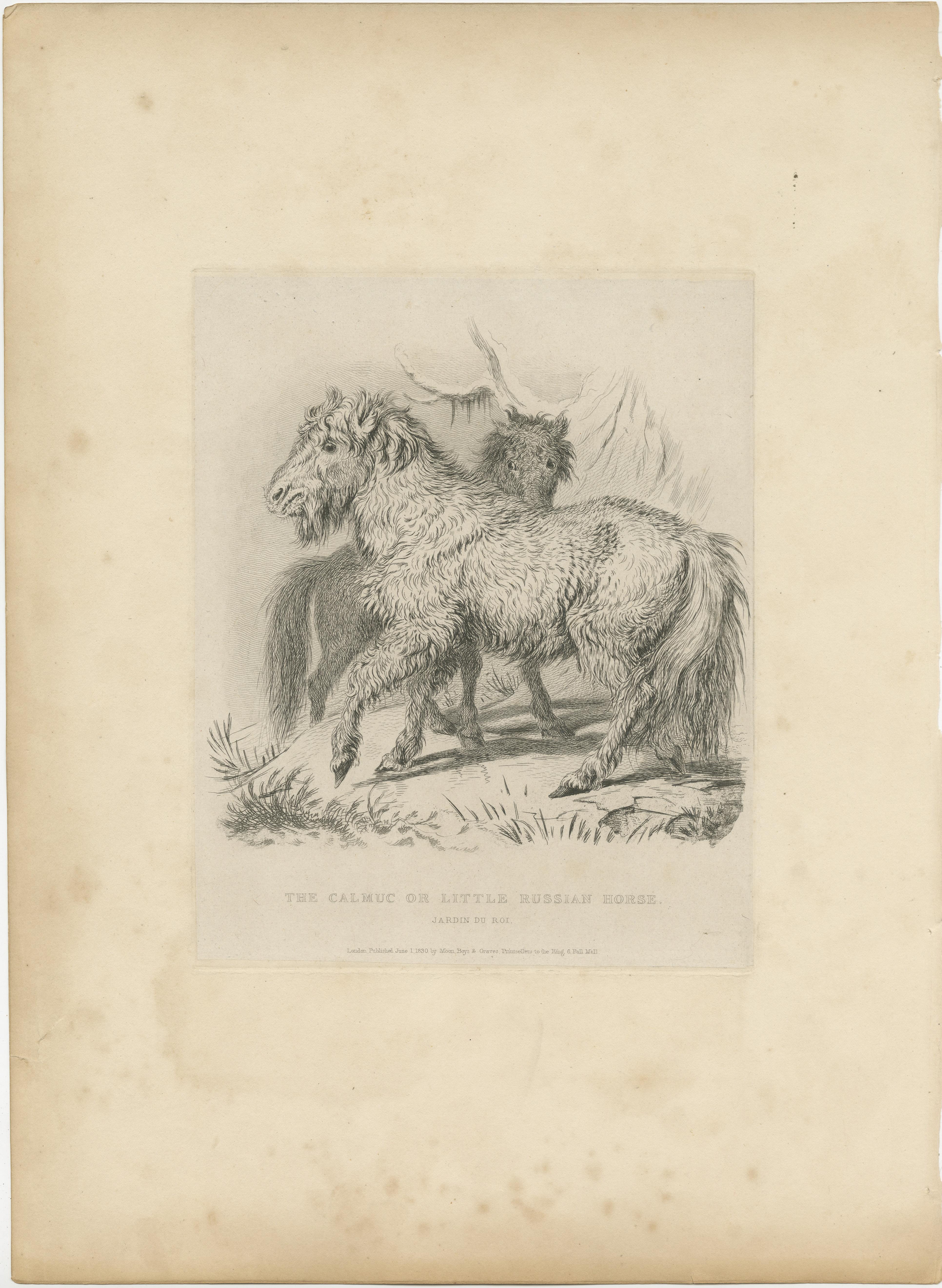 Antique print titled 'The Calmuc or Little Russian Horse'. Original old print of a calmuc or little Russian horse. This print originates from the series 'Characteristic sketches of animals, principally from the Zoological Gardens, Regent's Park'