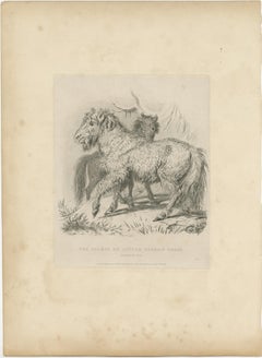 Antique Animal Print of a Calmuc or Little Russian Horse