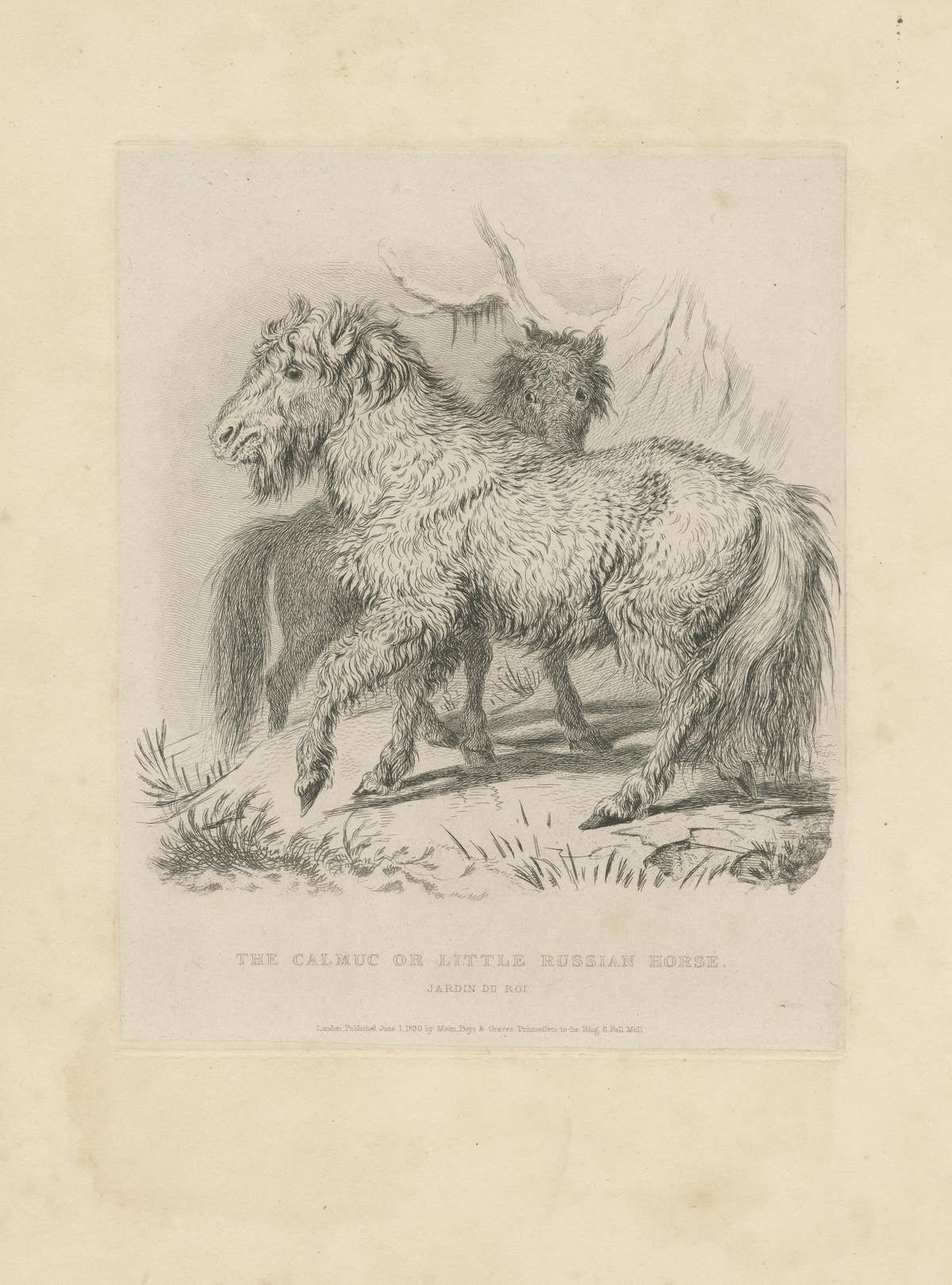 Antique Animal Print of a Calmuc or Little Russian Horse